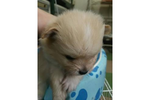 成約済の奈良県のポメラニアン-28998の1枚目