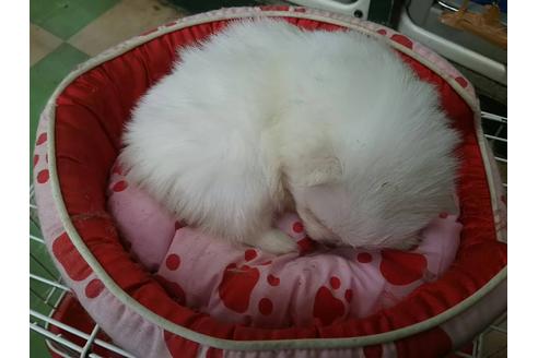 成約済の奈良県のポメラニアン-29003の1枚目