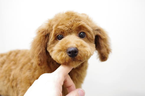 成約済の京都府のトイプードル-26858の5枚目