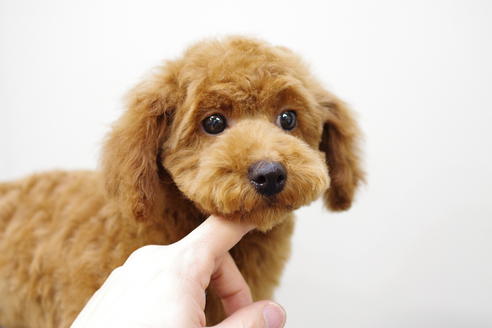 成約済の京都府のトイプードル-26858の4枚目