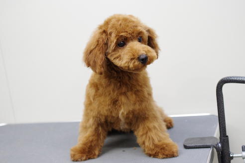 成約済の京都府のトイプードル-26858の3枚目