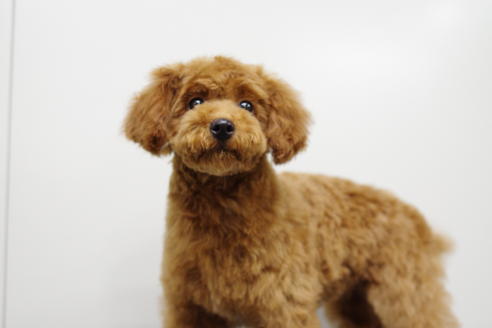 成約済の京都府のトイプードル-26858の2枚目