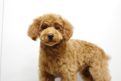 成約済の京都府のトイプードル-26858の1枚目