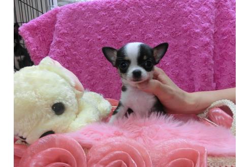 成約済の京都府のチワワ(スムースコート)-29018の3枚目