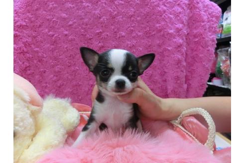 成約済の京都府のチワワ(スムースコート)-29018の1枚目