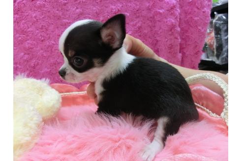 成約済の京都府のチワワ(スムースコート)-29018の2枚目