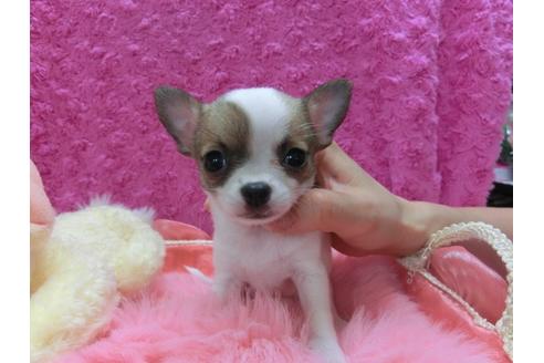 成約済の京都府のチワワ(スムースコート)-29019の1枚目