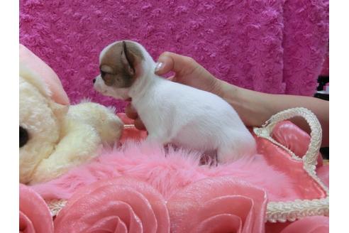 成約済の京都府のチワワ(スムースコート)-29019の2枚目