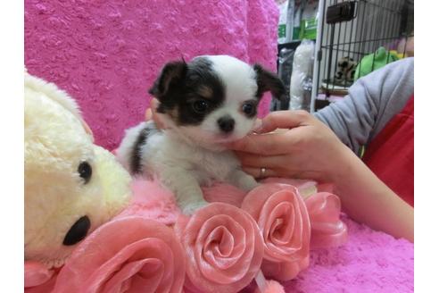 成約済の京都府のチワワ-29020の2枚目