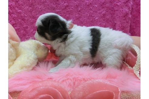 成約済の京都府のチワワ-29020の3枚目