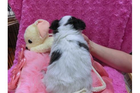 成約済の京都府のチワワ-29020の1枚目