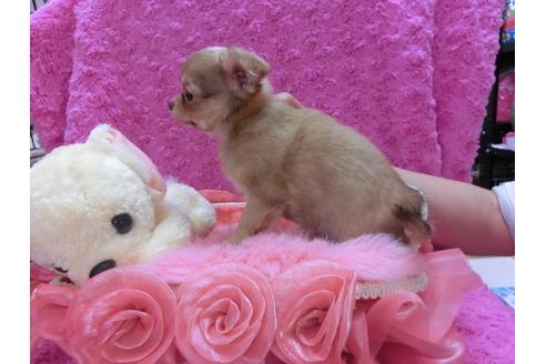 成約済の京都府のチワワ-29021の2枚目