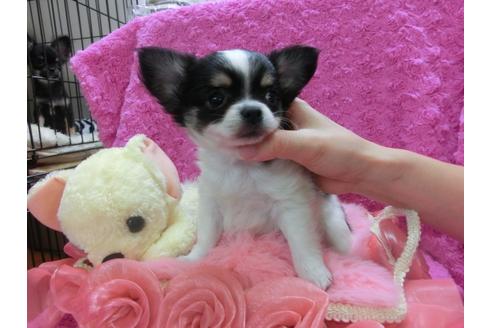 成約済の京都府のチワワ-29022の1枚目