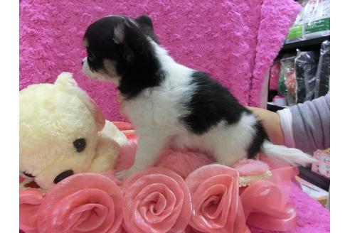 成約済の京都府のチワワ-29022の2枚目