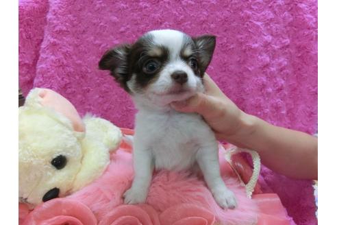 成約済の京都府のチワワ-29023の1枚目