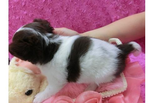 成約済の京都府のチワワ-29023の3枚目