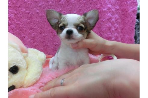 成約済の京都府のチワワ-29024の1枚目