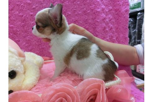 成約済の京都府のチワワ-29024の2枚目