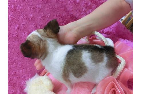 成約済の京都府のチワワ-29024の3枚目