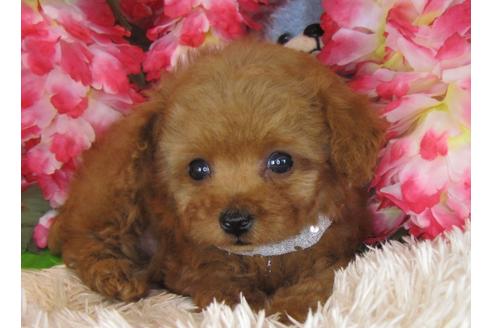 成約済の茨城県のトイプードル-29043の4枚目