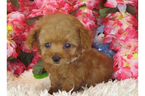 成約済の茨城県のトイプードル-29043の2枚目