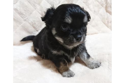 子犬