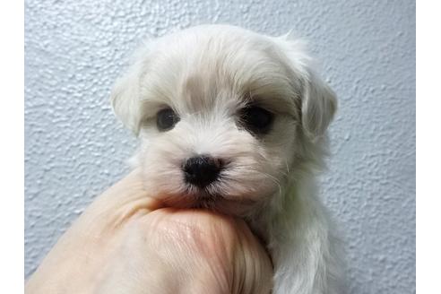 成約済の大阪府のマルチーズ-29061の1枚目
