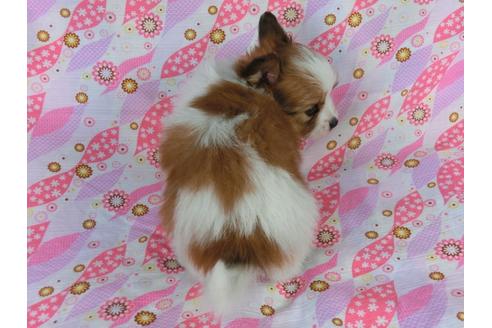 成約済の千葉県のパピヨン-28489の1枚目