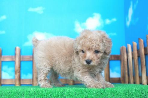 成約済の滋賀県のトイプードル-29078の2枚目