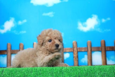 成約済の滋賀県のトイプードル-29078の1枚目