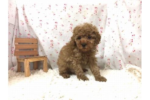 成約済の滋賀県のトイプードル-29087の1枚目