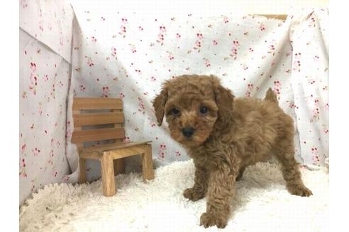 成約済の滋賀県のトイプードル-29088の2枚目