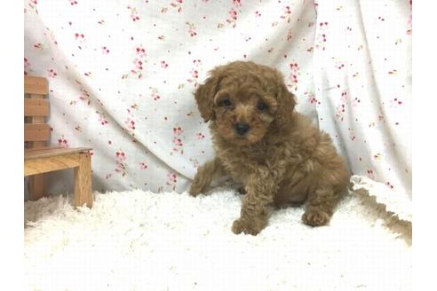 成約済の滋賀県のトイプードル-29088の1枚目