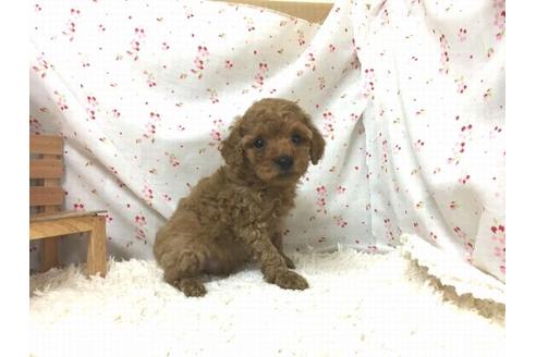 成約済の滋賀県のトイプードル-29089の2枚目