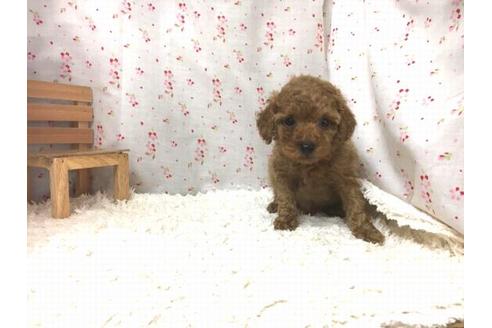 成約済の滋賀県のトイプードル-29089の1枚目