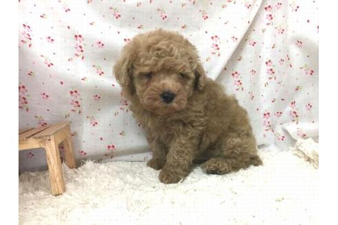 成約済の滋賀県のトイプードル-29091の2枚目