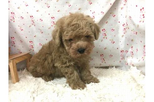 成約済の滋賀県のトイプードル-29091の1枚目