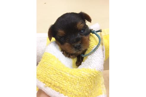 成約済の京都府のヨークシャーテリア-29125の1枚目