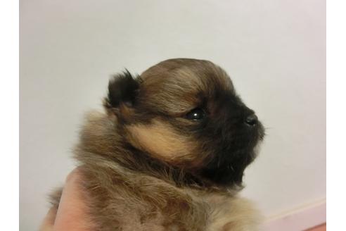 成約済の福岡県のポメラニアン-29129の3枚目