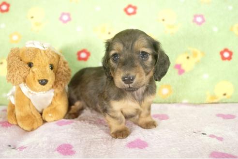 成約済の兵庫県のミニチュアダックスフンド-29140の1枚目