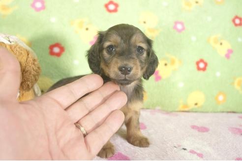 成約済の兵庫県のミニチュアダックスフンド-29140の2枚目