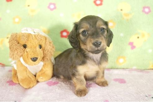 成約済の兵庫県のミニチュアダックスフンド-29140の3枚目