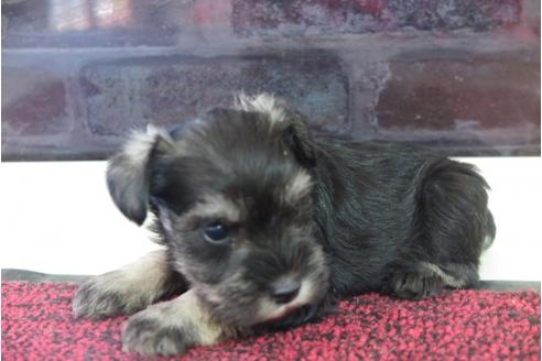 成約済の大阪府のミニチュアシュナウザー-29174の3枚目