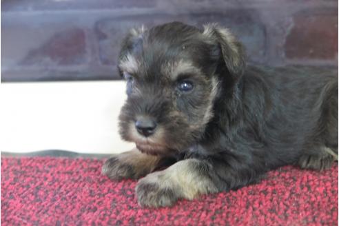 成約済の大阪府のミニチュアシュナウザー-29174の4枚目