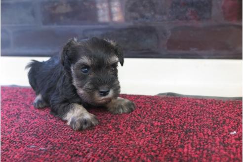 成約済の大阪府のミニチュアシュナウザー-29174の5枚目