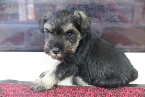 成約済の大阪府のミニチュアシュナウザー-29175の1枚目