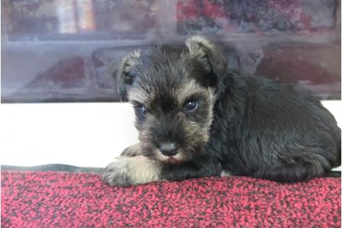 成約済の大阪府のミニチュアシュナウザー-29175の2枚目