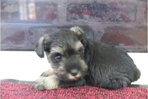 成約済の大阪府のミニチュアシュナウザー-29175の3枚目