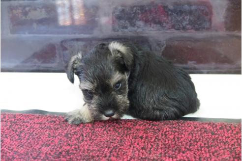 成約済の大阪府のミニチュアシュナウザー-29175の4枚目