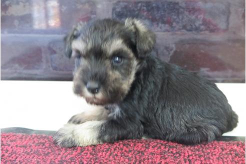 成約済の大阪府のミニチュアシュナウザー-29175の5枚目